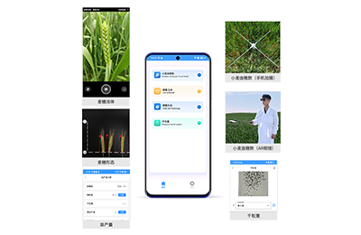 荣昌区小麦亩穗数分析仪IN-XM02