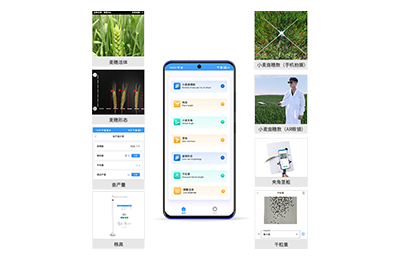 荣昌区小麦表型测量仪IN-XM05